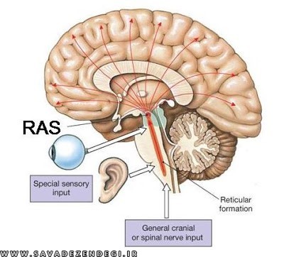 چگونه فیلتر مغزمان را عوض کنیم؟ / RAS چه نقشی در سرنوشت مان دارد؟